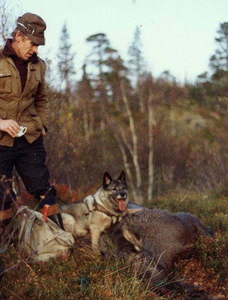 1982 førsteelg_2.jpg - Gjestejeger Bjarne Wennberg var med som ekstra hundekar